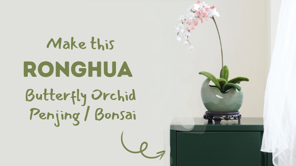 How to Make a Silk Butterfly Orchid Potted Plant (Ronghua Style)