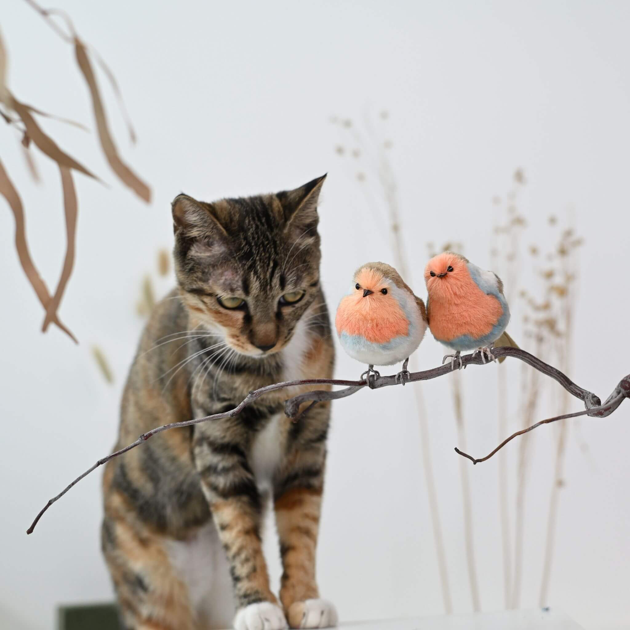 Ronghua DIY Kit | Robin from the Garden