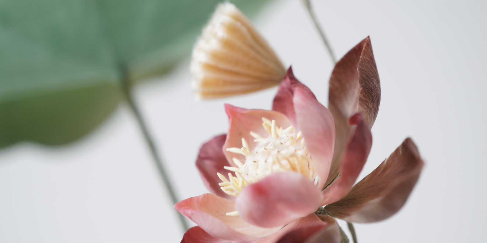 Ronghua Tutorial: How to make Lotus Pond Bonsai