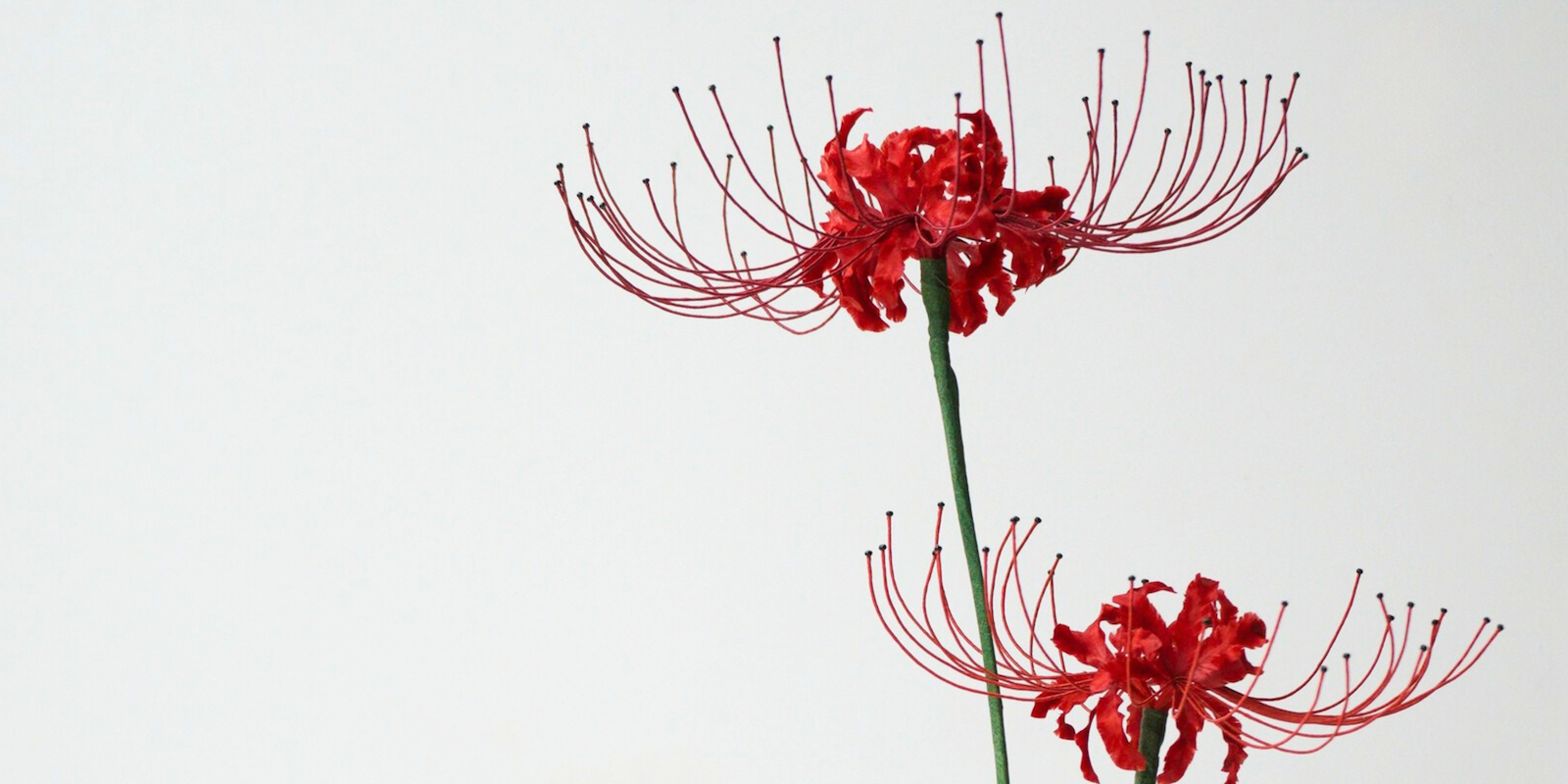 Ronghua Tutorial: How to make Red Spider Lilies