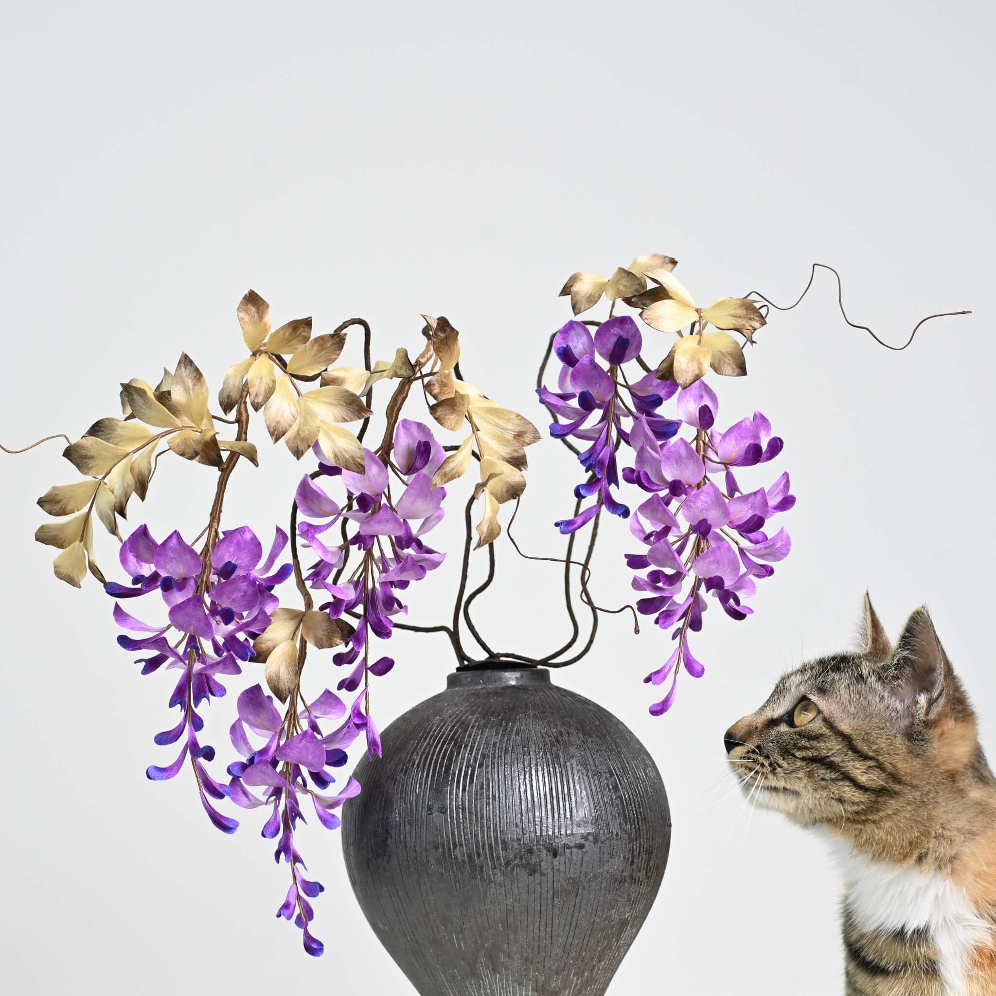 Ronghua DIY Kit | Wisteria Penjing