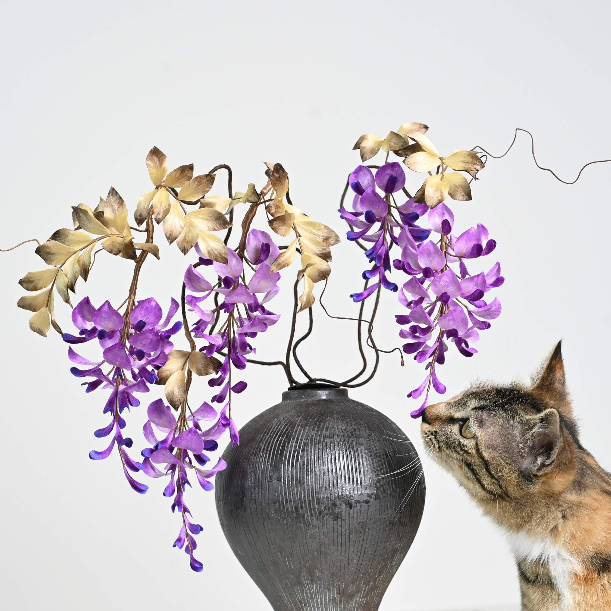 Ronghua DIY Kit | Wisteria Penjing