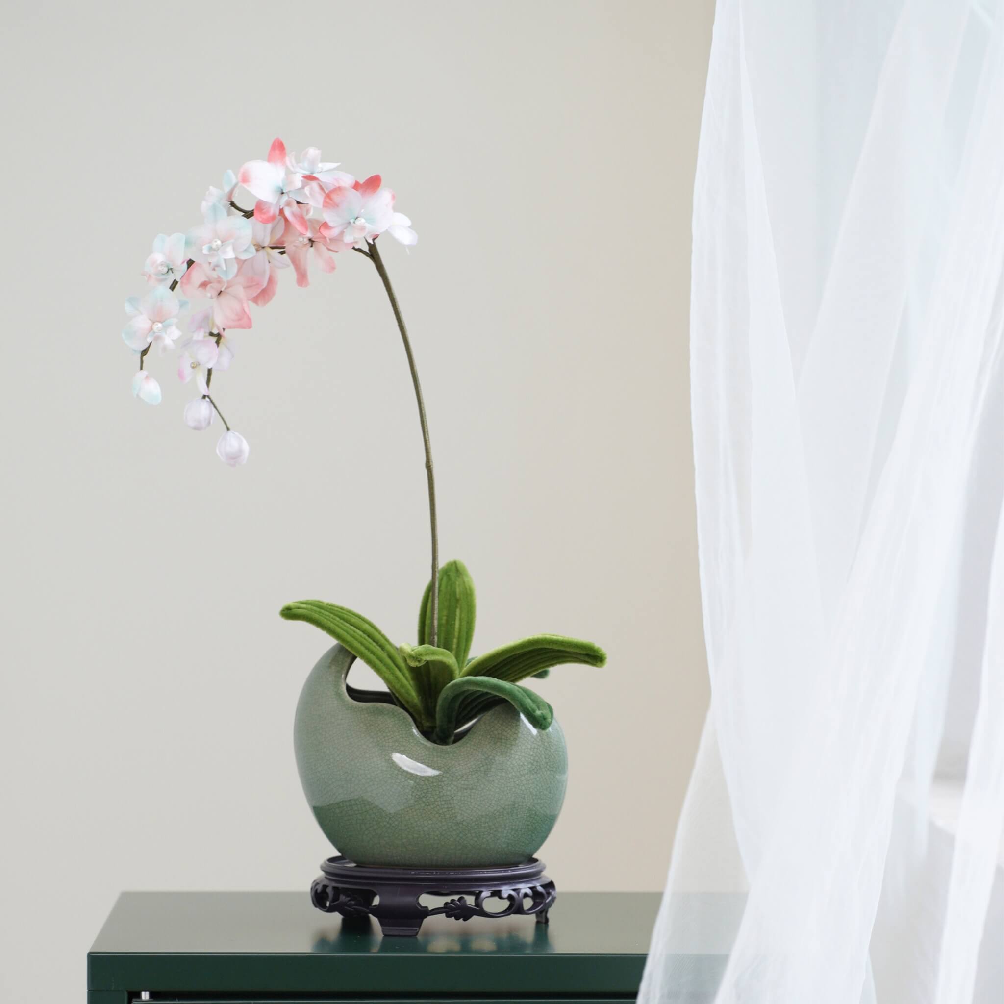 Ronghua DIY Kit | Butterfly Orchid Penjing / Bonsai