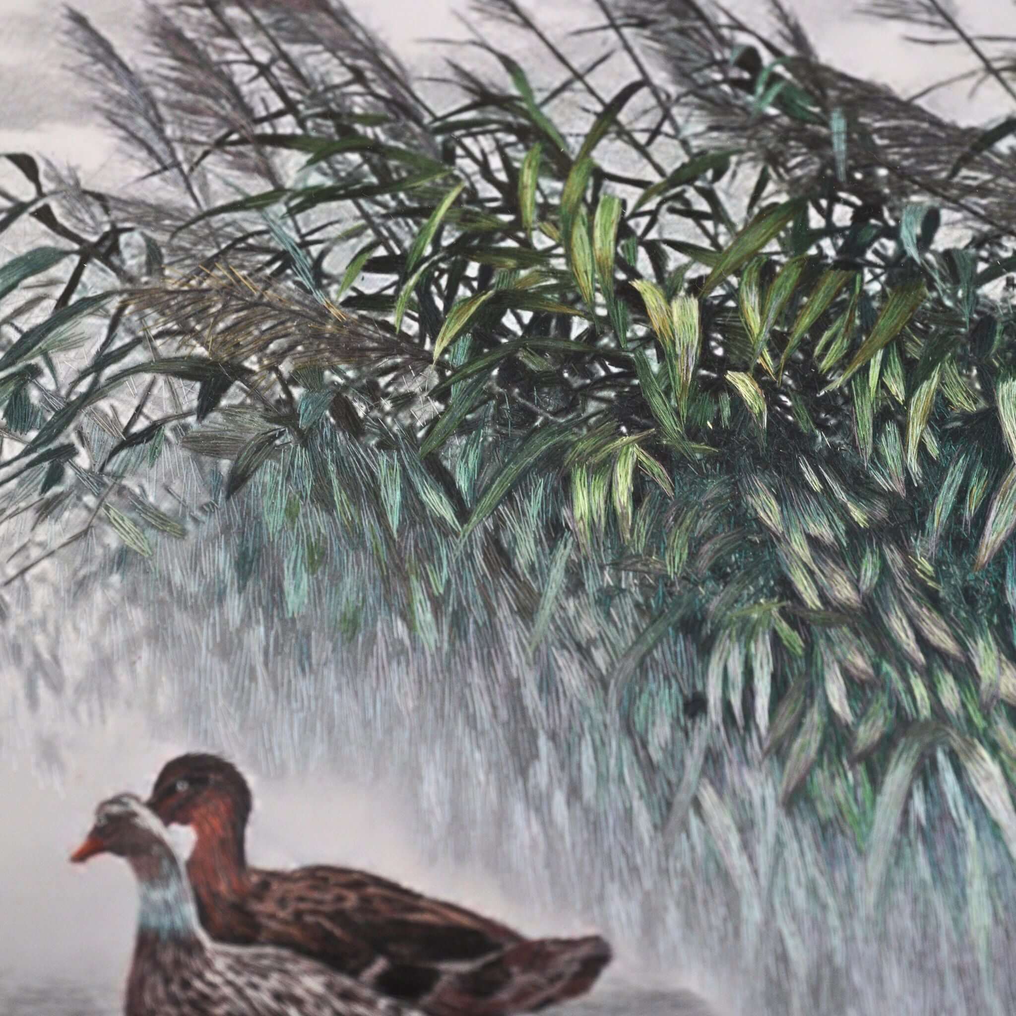 Ducks in Spring Time