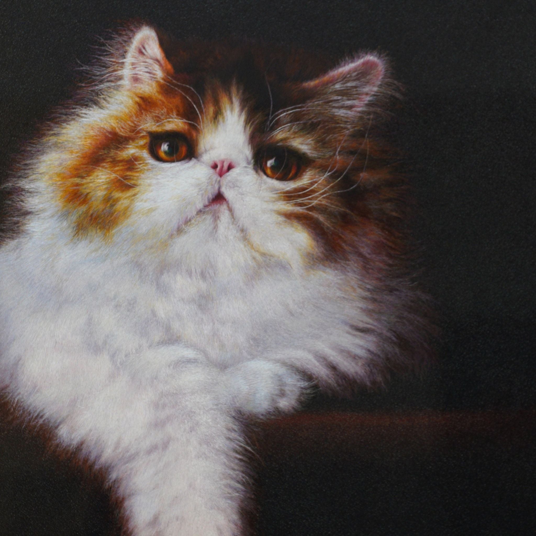 The Dream Cat