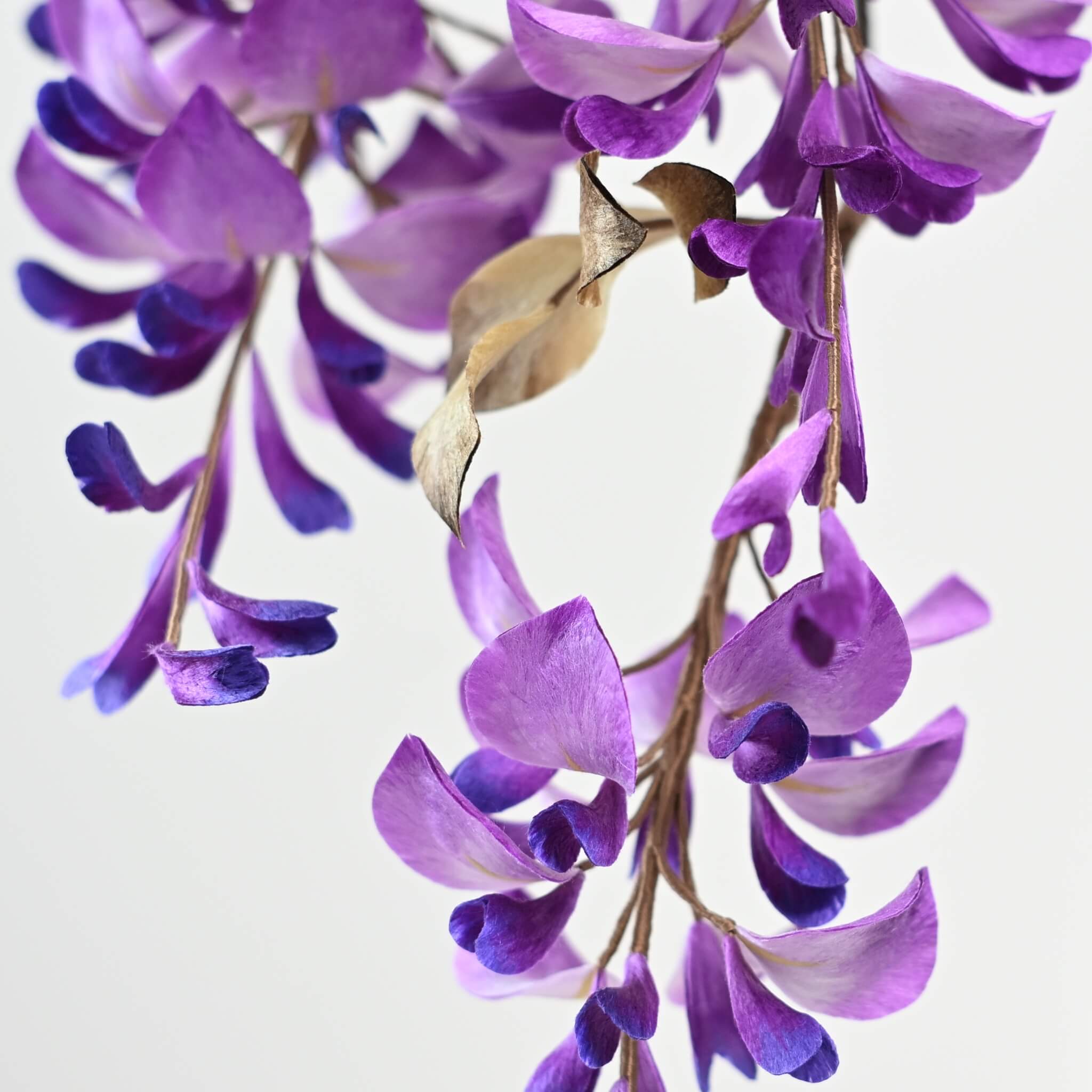 Ronghua DIY Kit | Wisteria Penjing