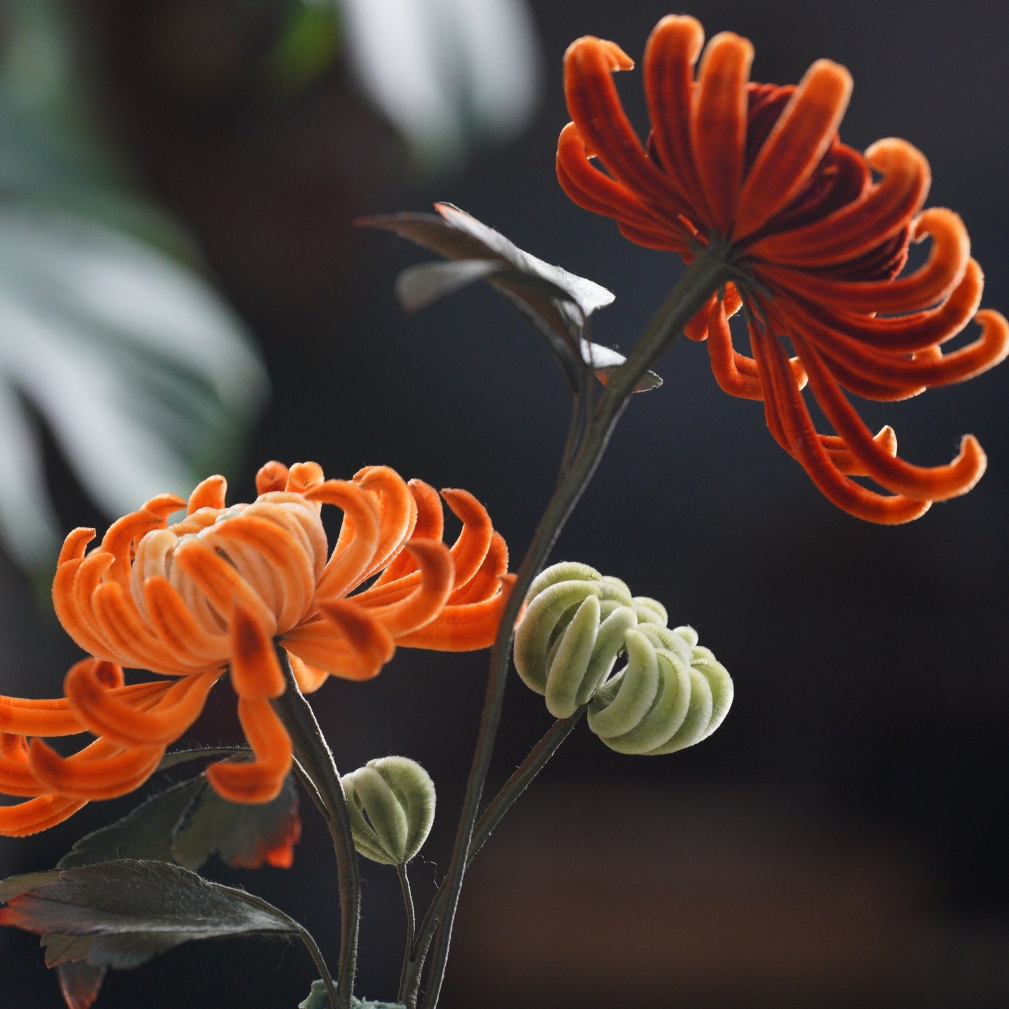 Ronghua DIY Kit | Golden Chrysanthemum Penjing